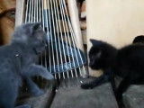 Deux chatons aux yeux bleus découvrent le monde
