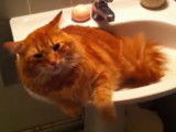 Un gros chat roux s'allonge dans le lavabo