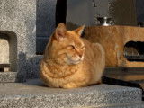 Quelques images des chats du cimetière de Yanaka, à Tokyo