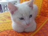 Flocon, l'adorable petit chaton blanc aux yeux bleus