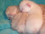 Des chatons Mohave Bob et Highlanders ensommeillés