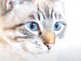Les beaux yeux d'un Ojos Azules