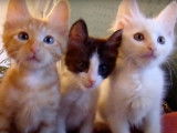 Présentation d'une portée de sept chatons Angoras Turcs