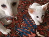 Des chatons Foreign White très actifs