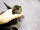 Trois chatons Lykoi