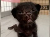 Un chaton Konja photogénique