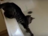 Ces chats n'aiment pas l'eau