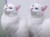 Abyss et Iriss, deux chats jumeaux aux yeux vairons