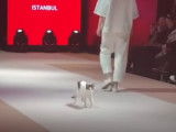 Un chat se prend pour un mannequin lors d'un défilé