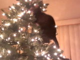 Attention au chat quand on a un sapin de Noël !