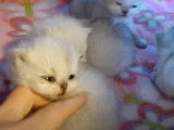 Une portée de chatons Persan Chinchilla