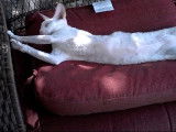 Un moment de détente pour ce Cornish Rex