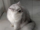 Immersion dans la vie de Felix, un chat Persan Chinchilla