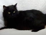 Un chat Bobtail Americain se repose sur le canapé