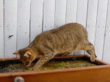 Ce chat Chausie joue avec de l'eau