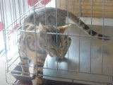 Ce chat Bengal miaule beaucoup