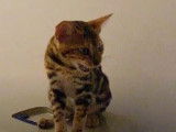 Ce Bengal est très bavard