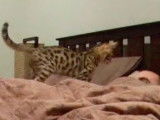 Cet adorable chaton Bengal joue avec son maitre sur le lit