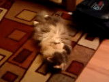 Un adorable chat Anatoli