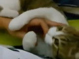 Moment de tendresse pour ce chat American Wirehair