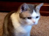 Un gros câlin pour ce chat American Wirehair