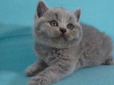 Adorable chaton British Shorthair