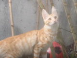 Ce chat Angora Turc s'amuse dans le jardin