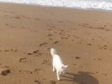 Une balade à la plage pour ce chat Angora Turc