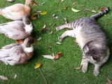Ce chat Australian Mist joue avec des canards