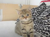 Un très mignon chaton British Shorthair et ses compères