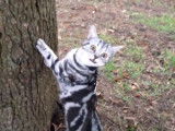 Ce chat British Shorthair veut monter à l'arbre