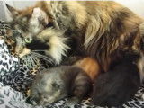 L'heure de la tétée pour ces chatons American Bobtail