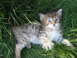 L'herbe est très appréciée par ce chaton American Bobtail