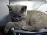 Ce chat British Shorthair adore l'imprimante