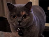 Un chat British Shorthair très gracieux