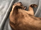 Ce chat Burmese Americain adore les câlins