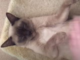 Une séance de caresses pour ce chat Burmese Americain
