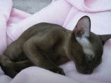 Une sieste sur les genoux pour ce chaton Burmese Americain