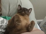 Un chat Burmese Americain en guise de doudou