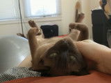 Un Burmese Americain qui adore les caresses