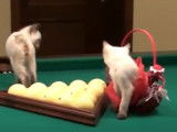 Ces Bobtail du Mékong jouent au billard