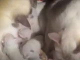 Une fratrie de Bobtail du Mékong se fait chouchouter par leur maman