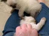 Des caresses pour ces chatons Balinais Traditionnel