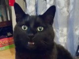 Ce Bombay fait de petits miaulements