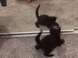 Ce chaton Bombay joue avec son reflet devant un miroir