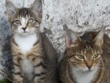 Le bitume où l'univers préféré de ces American Wirehair
