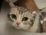 Adorable chaton American Wirehair