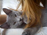 Ce Chartreux s'amuse avec les cheveux de sa propriétaire
