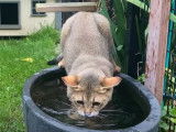 Ce Chausie adore l'eau