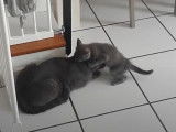 Moment de tendresse entre un chaton et sa maman Européenne